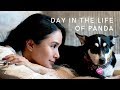 A DAY IN THE LIFE OF PANDA | Heart Evangelista