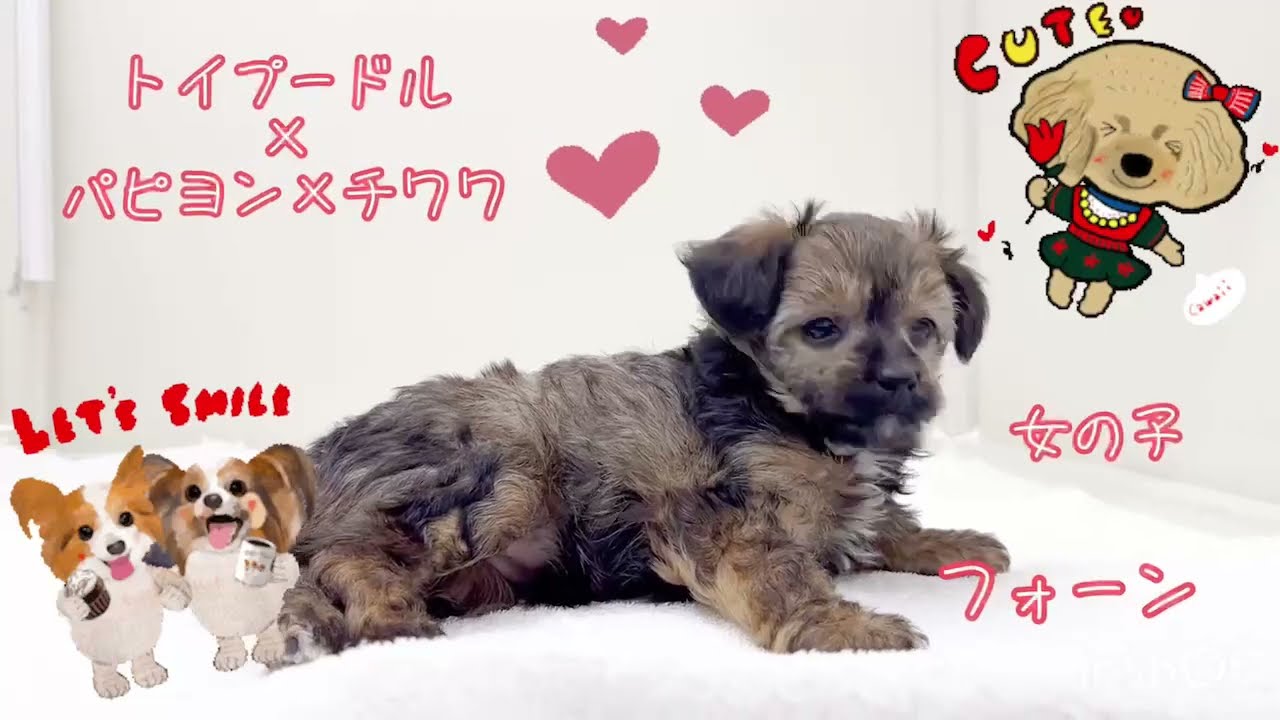 パピヨンとトイプー♡ F0XFCX0aIAMmRsz.jpg