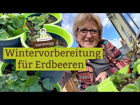 Video: Erdbeeren überwintern - Kann ich Erdbeerpflanzen im Garten überwintern?