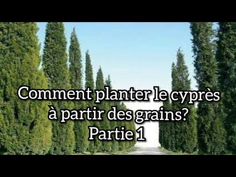 Vidéo: Comment Faire Pousser Du Thuya à Partir De Graines