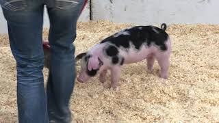 35-4 Spot Gilt