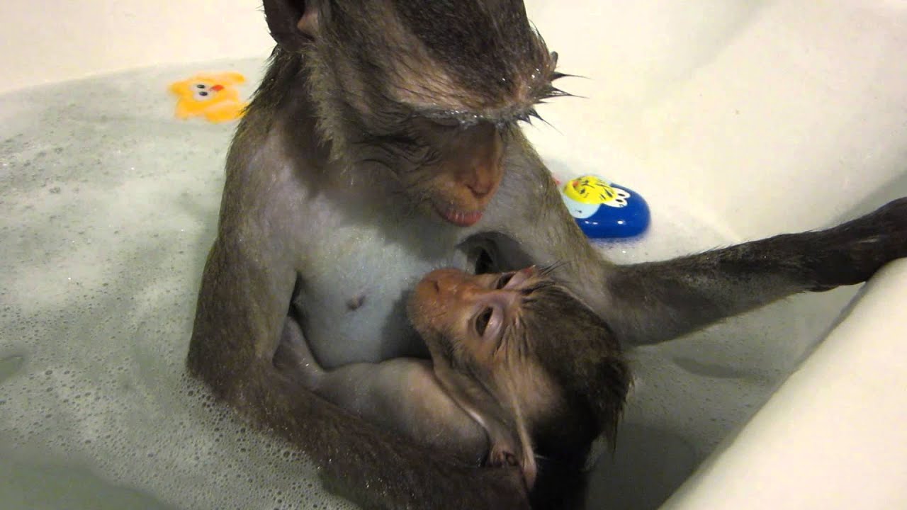 Шимпанзе плавает. Обезьяна в ванной. Обезьянка в ванне. Обезьянка купается.
