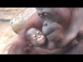 Baby Orangutan LOKI 02 -  Rainy Day in Tama Zoo