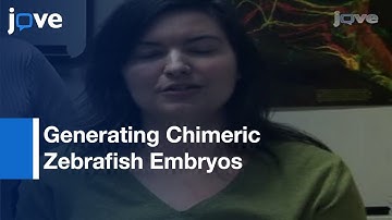 Generating Chimeric Zebrafish Embryos By Transplantation l Protocol Preview