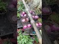 Compras verduras cada semana, Yo también lo hacía hasta que descubrí la hidroponia 🥬💧#hidroponia