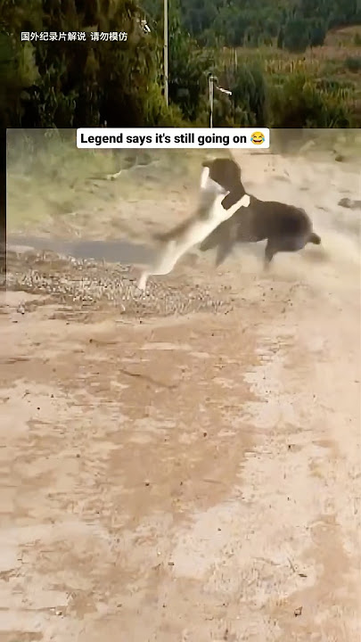 Cat fights a Dog brutally #cat #viralvideo #dog #funny #catlover #doglover