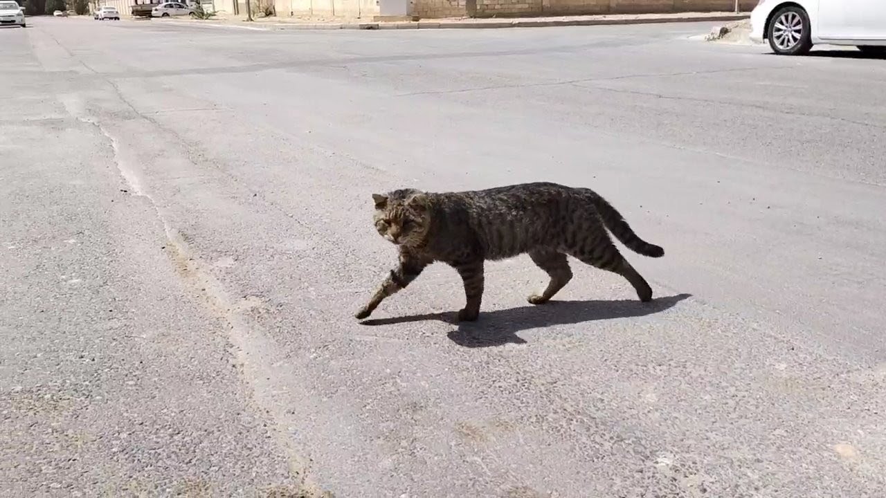 Stray Cat Cross the road with loudly sound seems old meowing. YouTube