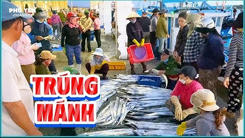 Cảng Cá Phú Lạc Nhộn Nhịp Cảnh Ngư Dân Phú Yên Thu Mua Hải Sản Tươi Mới Vào Bờ