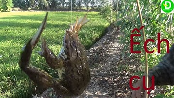 19 Cắm câu cá lóc mồi nhái - Dính Ếch cụ l Fishing