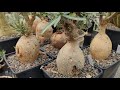 Природные экземпляры Adenium somalense в моей коллекции