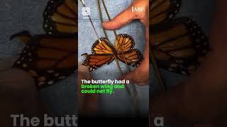Injured Monarch Butterfly Gets Wing Transplant and Flies Again | Incredible Wildlife Rescue