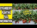 स्ट्रॉबेरी की रोपाई कैसे करे Strawberry planting full information