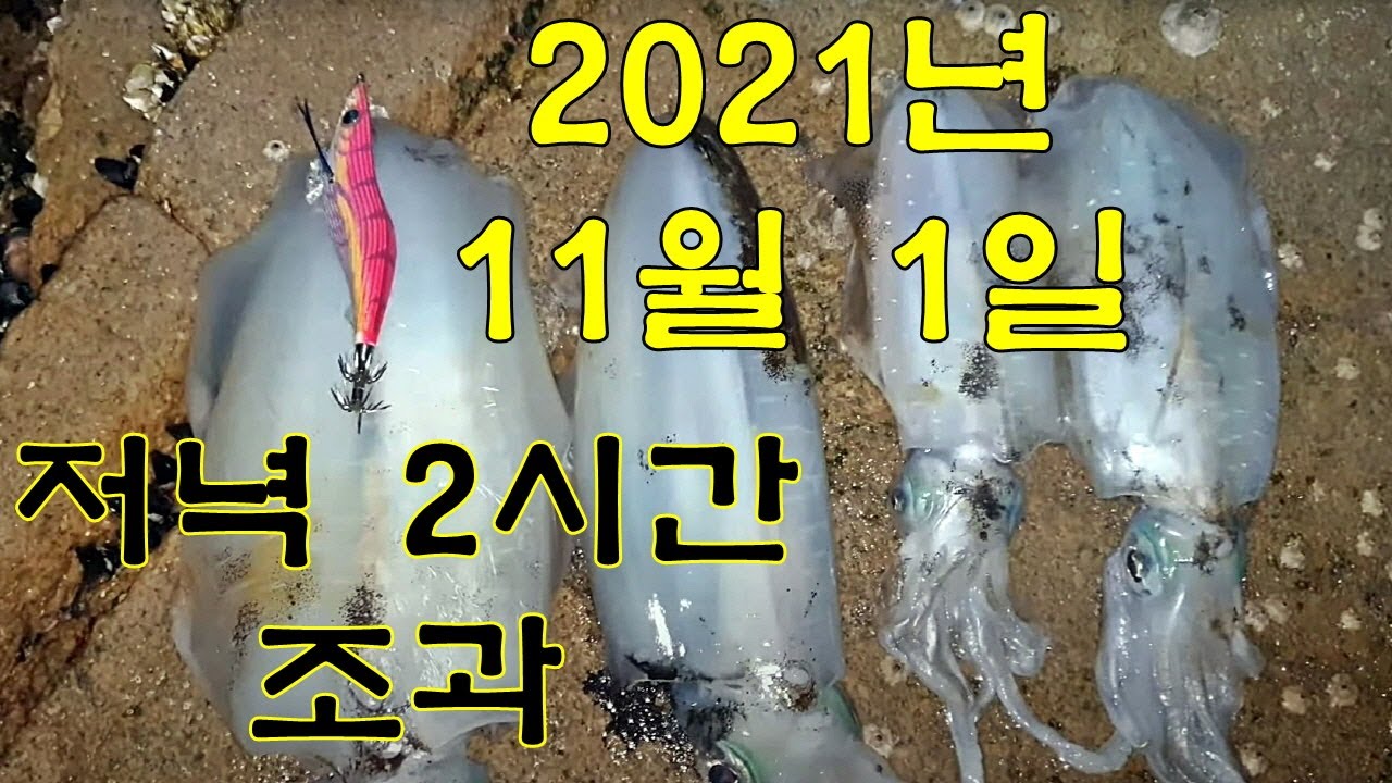 몰래 빼먹으려다 전격 공개! 11월 무늬오징어 특급 명당 울산 나사리 '칼돌' 출조기