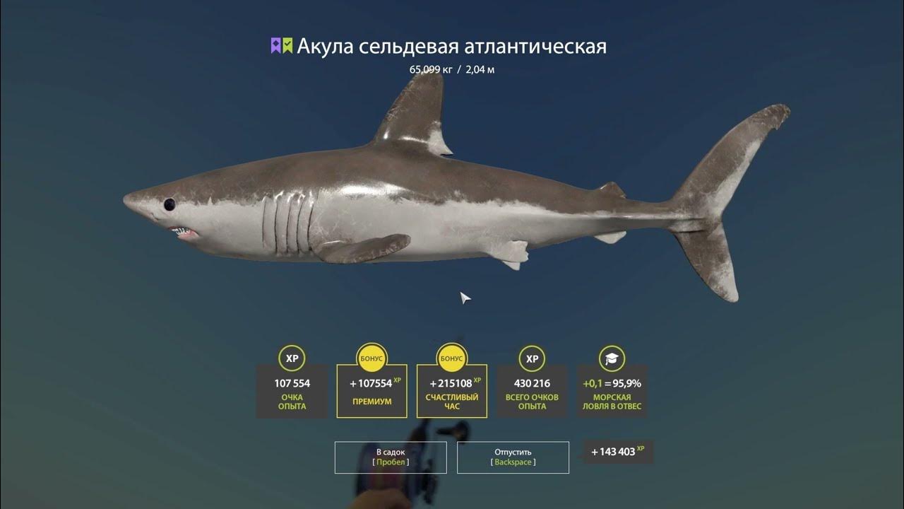 Акула русская рыбалка