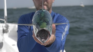 Montauk Albies, Fly FIshing for False Albacore
