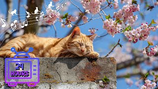 24 HOUR Relaxing Music for Cats with Anxiety | Sleep Music for Cats | Videos for Cats #182 by Dream Relax My Cat 2,347 views 4 weeks ago 24 hours