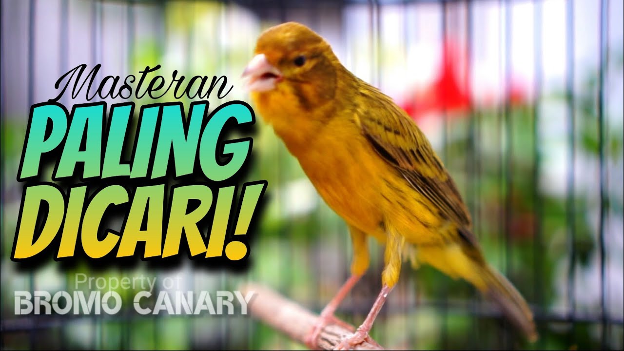 kenari isian ciblek kenari isian ciblek