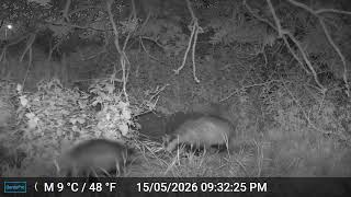 Famous 16.5.26 Three Badgers Eating Peanuts Near Their Sett Profile