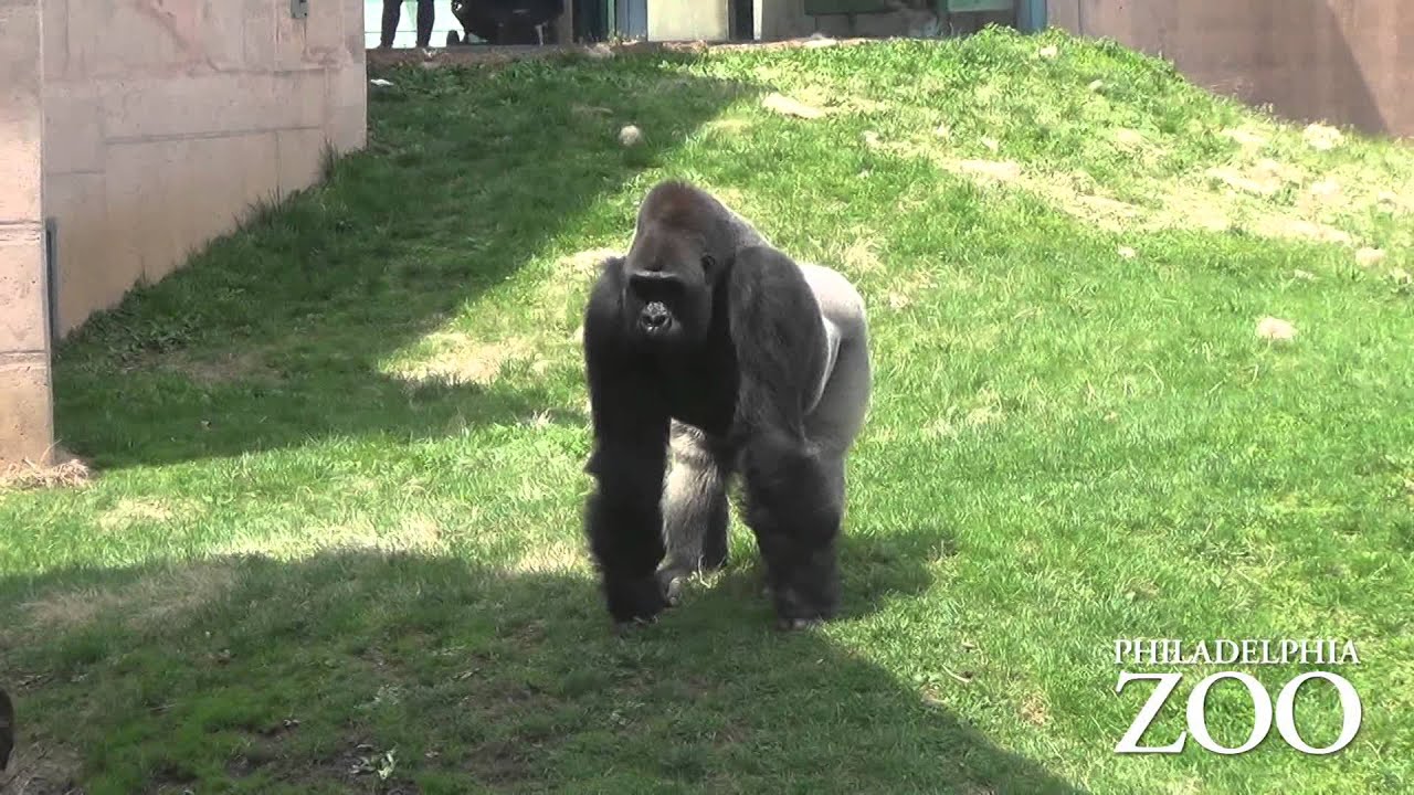 Gorilla Walking Upright