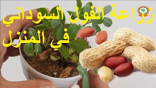 زراعة الفول السوداني how to germinate peanuts