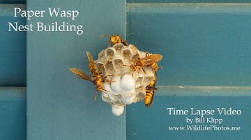 Time Lapse of Paper Wasps Building a Nest  --  by Bill Klipp www.WildlifePhotos.me