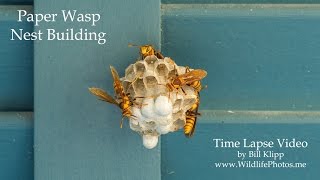 Time Lapse of Paper Wasps Building a Nest  --  by Bill Klipp www.WildlifePhotos.me