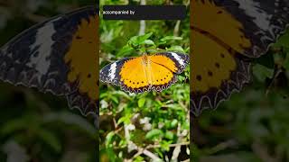 Butterfly Timer With Piano Music - Maximize Your Efficiency!