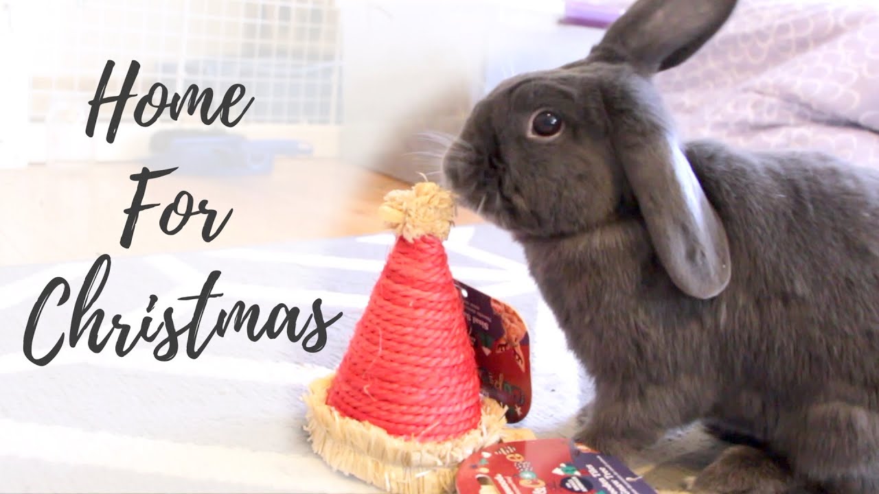 Home for Christmas! Presents for Bunnies! YouTube