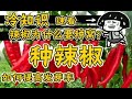 辣椒为什么要种窝？如何提高发芽率？辣椒育苗和移栽 - how to grow chilli