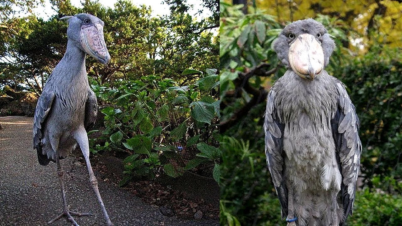 10 Aves Exóticas Únicas En El Mundo