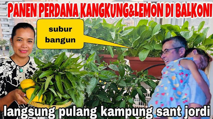 PANEN PERDANA KANGKUNG DI BALKONI RUMAH DAN LANGSUNG PULANG KAMPUNG SANT JORDI ‼️
