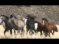 She Goes Near A Wild Horse. But When She Kneels Down To Take Its Photograph? AMAZING!