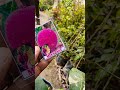 #miyazaki mango plant#home gardening 🏡#sweet mango 🥭