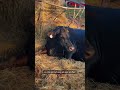 Evening Calf Count! We are up to 12!🐮 calvingseason calfwatch calving #simmental simmentalcattle