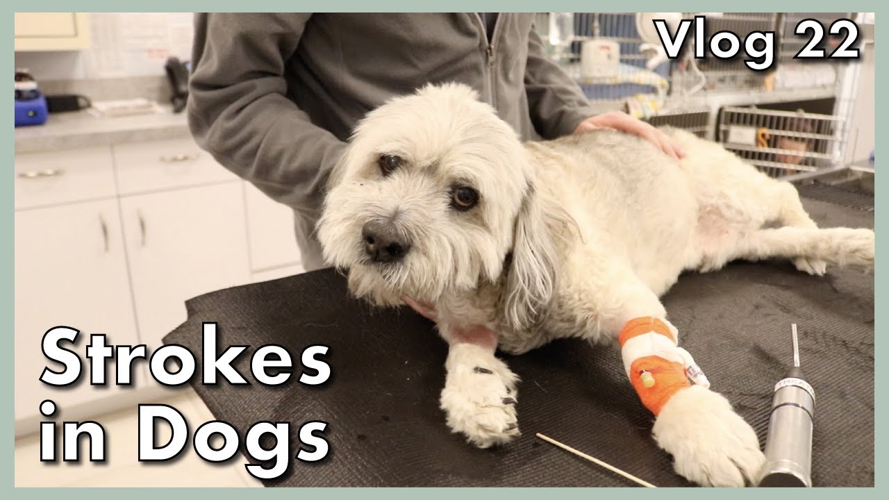 can dogs recover from strokes