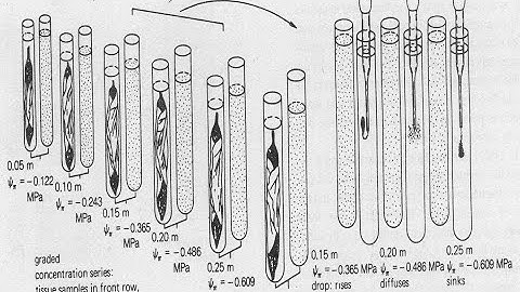 Leaf Water Potential by Chardakov