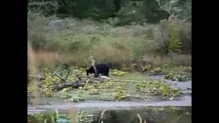 Bears grazing on tender grasses & water lillies, 9-5-15 by Escape From NY 1,111 views 8 years ago 10 minutes, 17 seconds