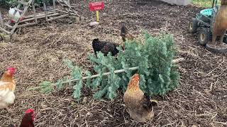 Feed your Chickens Christmas Trees?