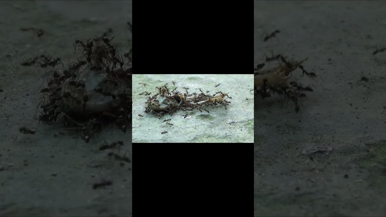 Now, this is called "Team Work"