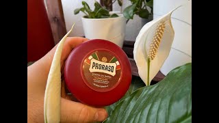:  Proraso  