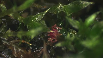 Microscopic world | A tiny red spider