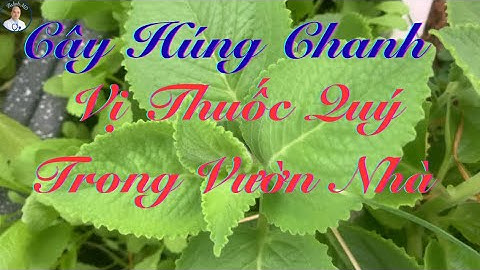 Cây Húng Chanh  - Vị Thuốc Quý Trong Vườn Nhà