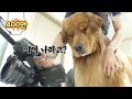 생각보다 화면발 잘 안 받아서 뚁땅한 리트리버ㅋㅋㅣDog Is Sad Because He Doesn’t Look Good On Camera Than He Thought