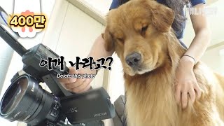 Retriever Dog Is Sad Because He Doesn’t Look Good On Camera Than He Thought