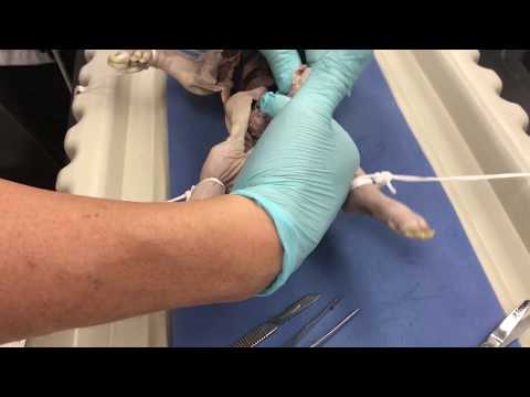 Fetal pig dissection   Male reproductive system