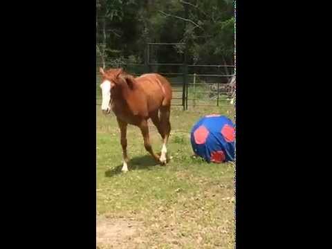 funny-farting-horse