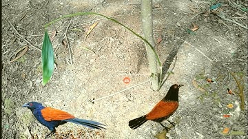 03# Cách Bẫy Bìm Bịp, Bẫy Đơn Giản, Bẫy Cực Kỳ Hiệu Quả |Nam Giải Cứu