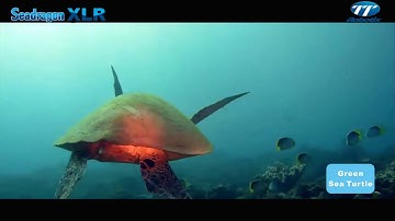 2018-1227 Seadragon XLR under water ROV system