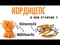 Кордицепс - В чем отличие ? как выращивать Cordyceps Militaris ?