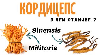 Кордицепс - В чем отличие ? как выращивать Cordyceps Militaris ?